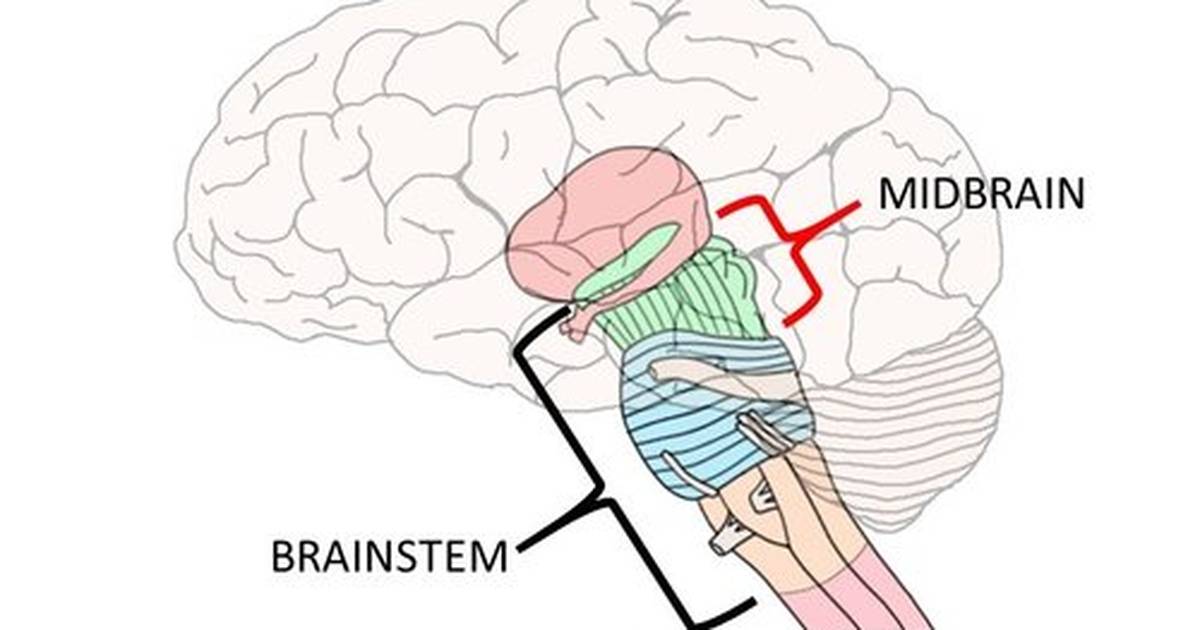 Know Your Brain: Midbrain