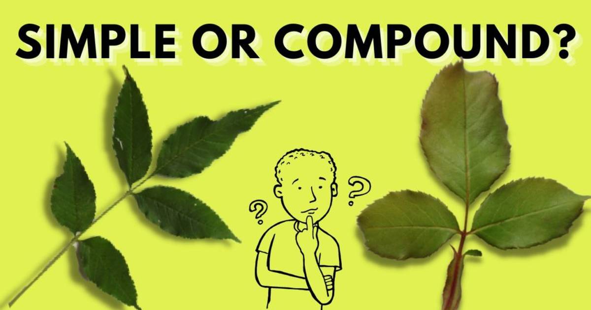 How to Recognize Compound Leaves