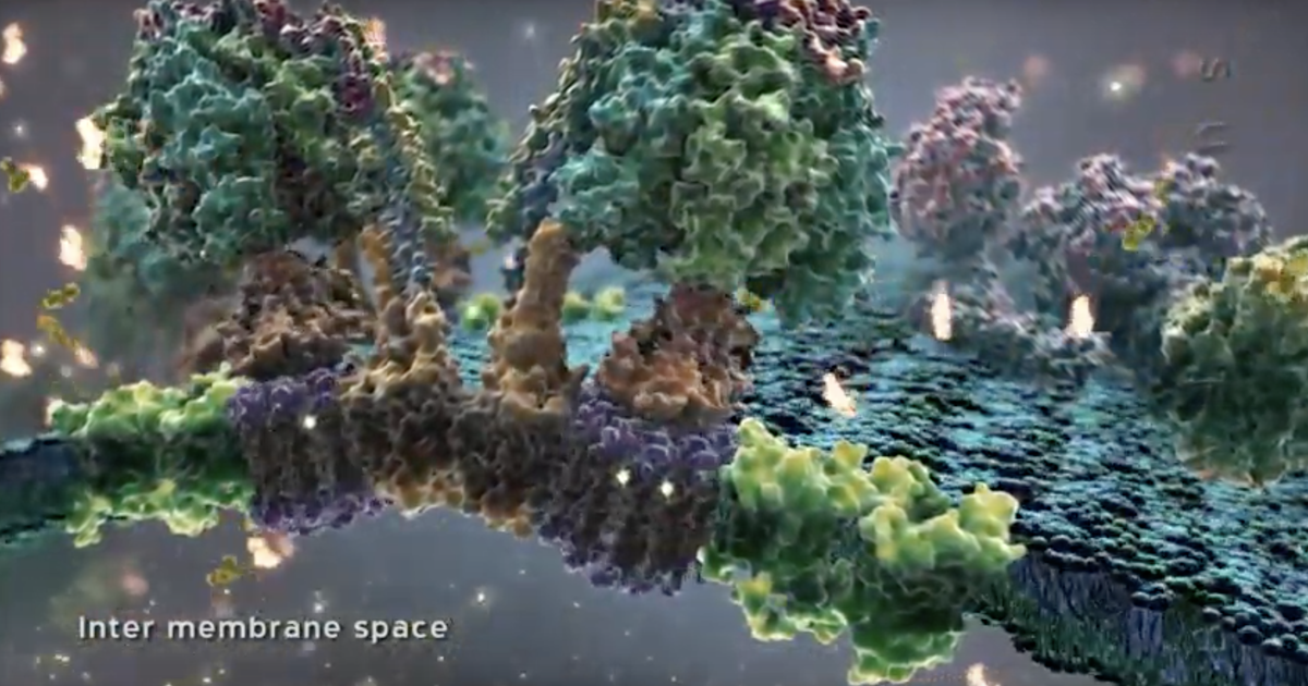 Powering the Cell: Mitochondria