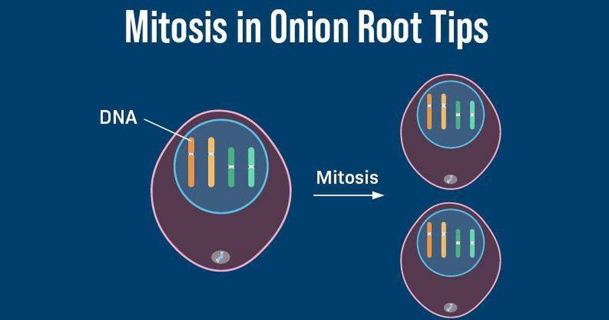 How To: Observe Mitosis in Onion Root Tips (Annotated)