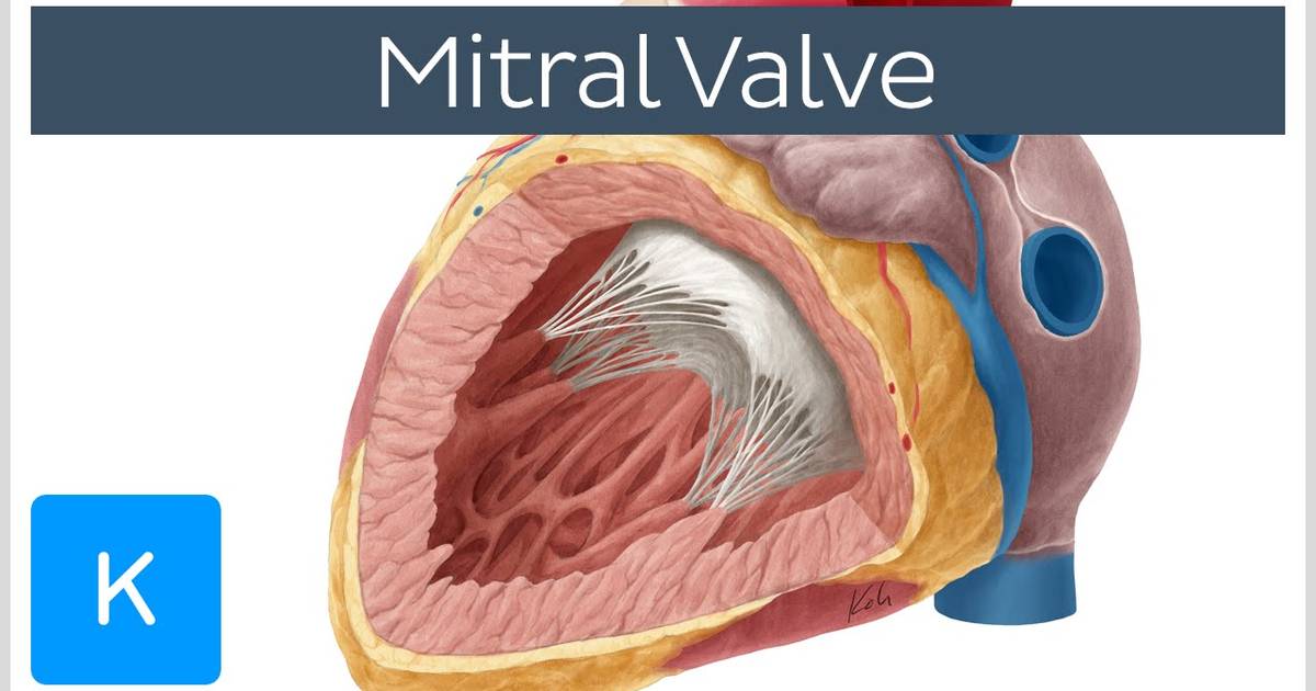 Mitral Valve