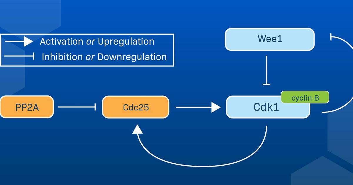 Check Your Understanding: Understanding biological figures