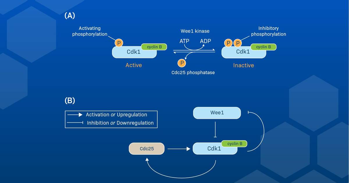 How to Interpret Biological Model Figures: Signaling cascades