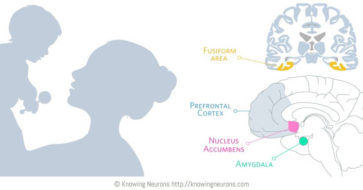How a Mother’s Voice Shapes Her Baby’s Developing Brain