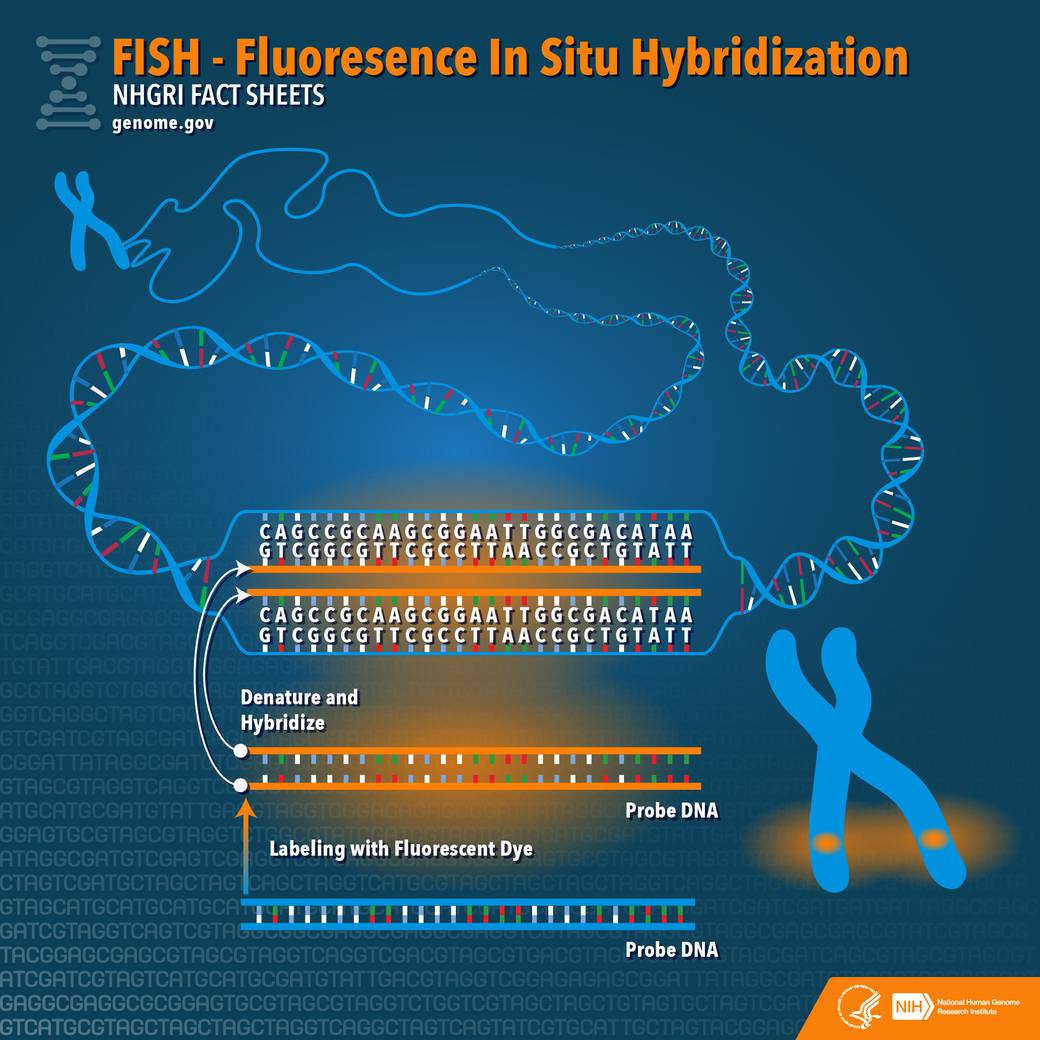 Fluorescence In Situ Hybridization Neuropathology For The