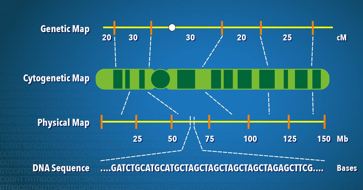 Genetic Mapping Fact Sheet