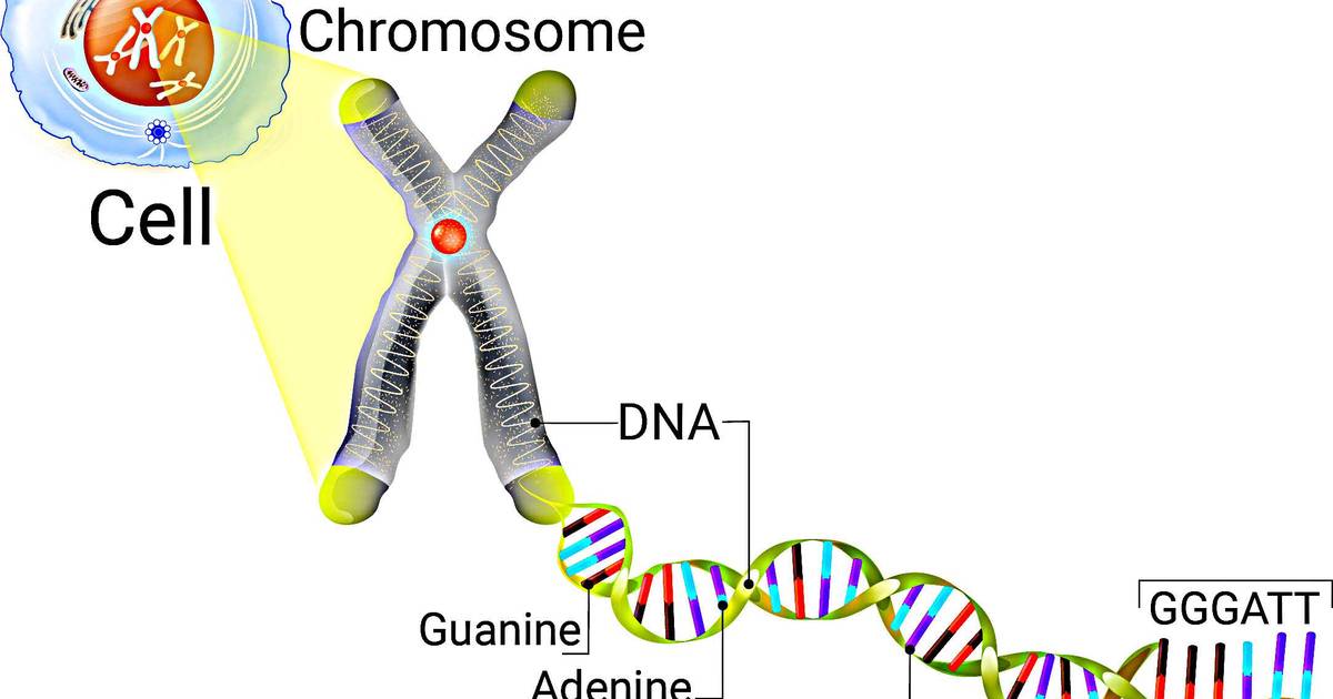Nature & Nurture: A Dynamic Interplay of Genetics