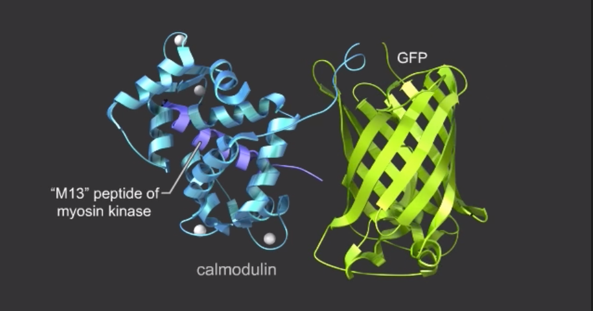 Visualizing Neuronal Activity via Calcium Signaling