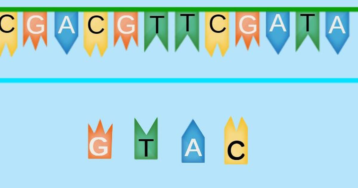 Nucleic Acids: Build the Complementary DNA Strand