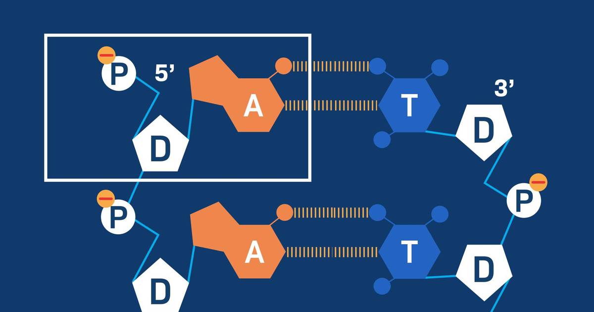 Nucleotide Base-Pairing