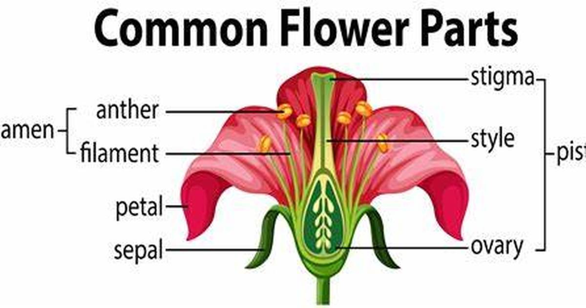 Flowering Plants: Structure, Reproduction, and Growth