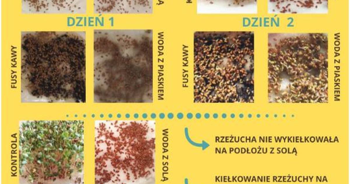 MOOCne inspiracje - fusy z kawy i rzeżucha.