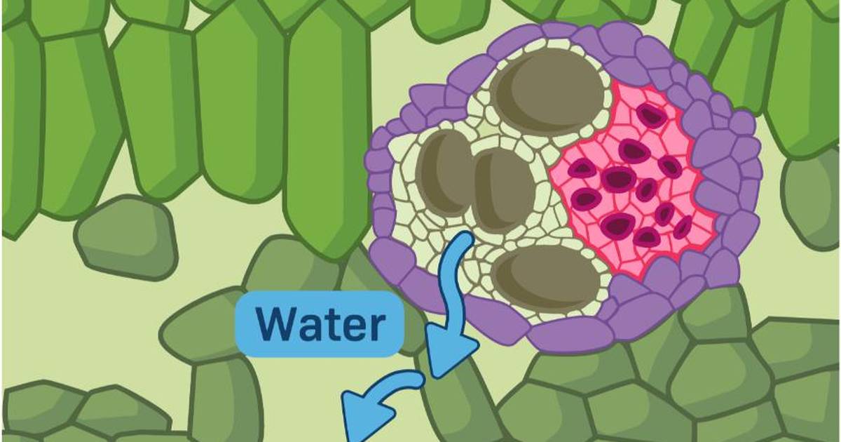 Transpiration and Water Potential