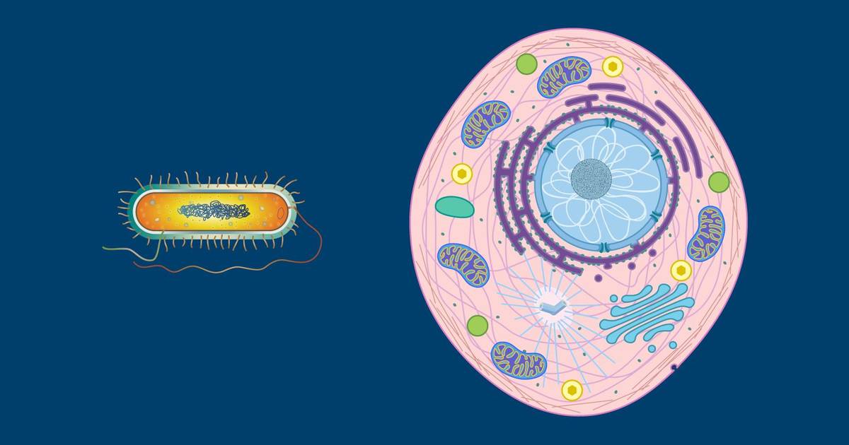 Prokaryotic vs Eukaryotic Cells