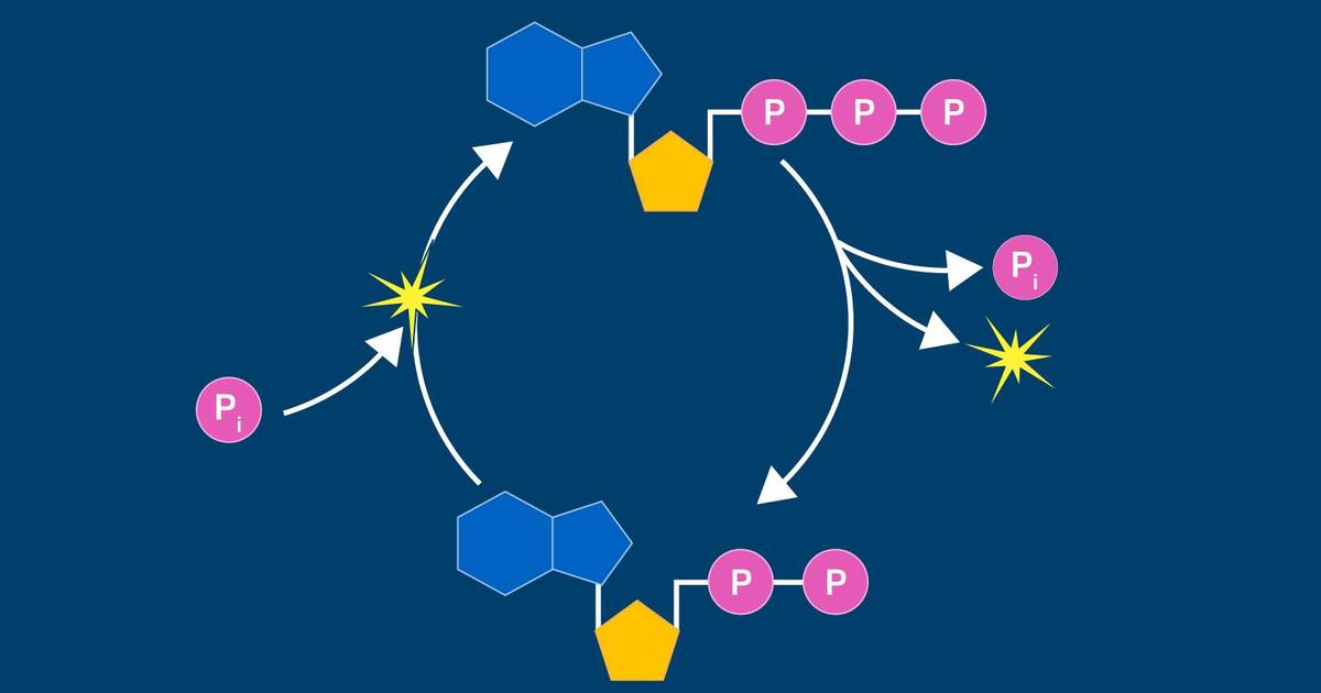 Adenosine Triphosphate (ATP) and Its Role in Cellular Energetics