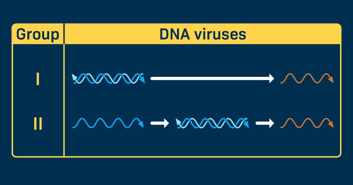 DNA Viruses