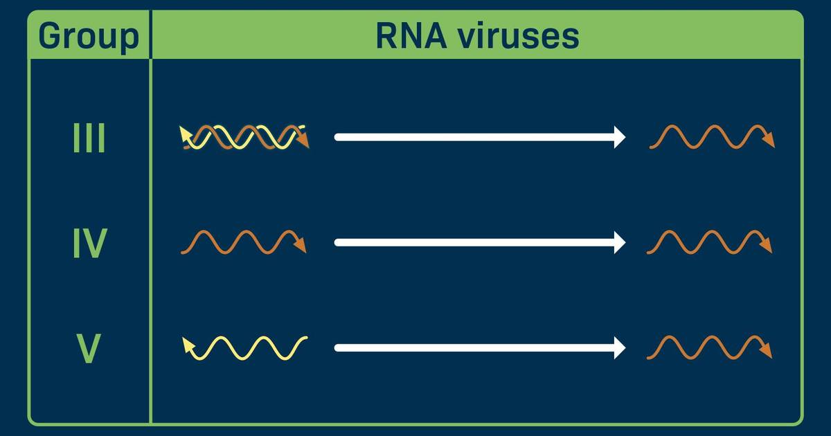 RNA Viruses