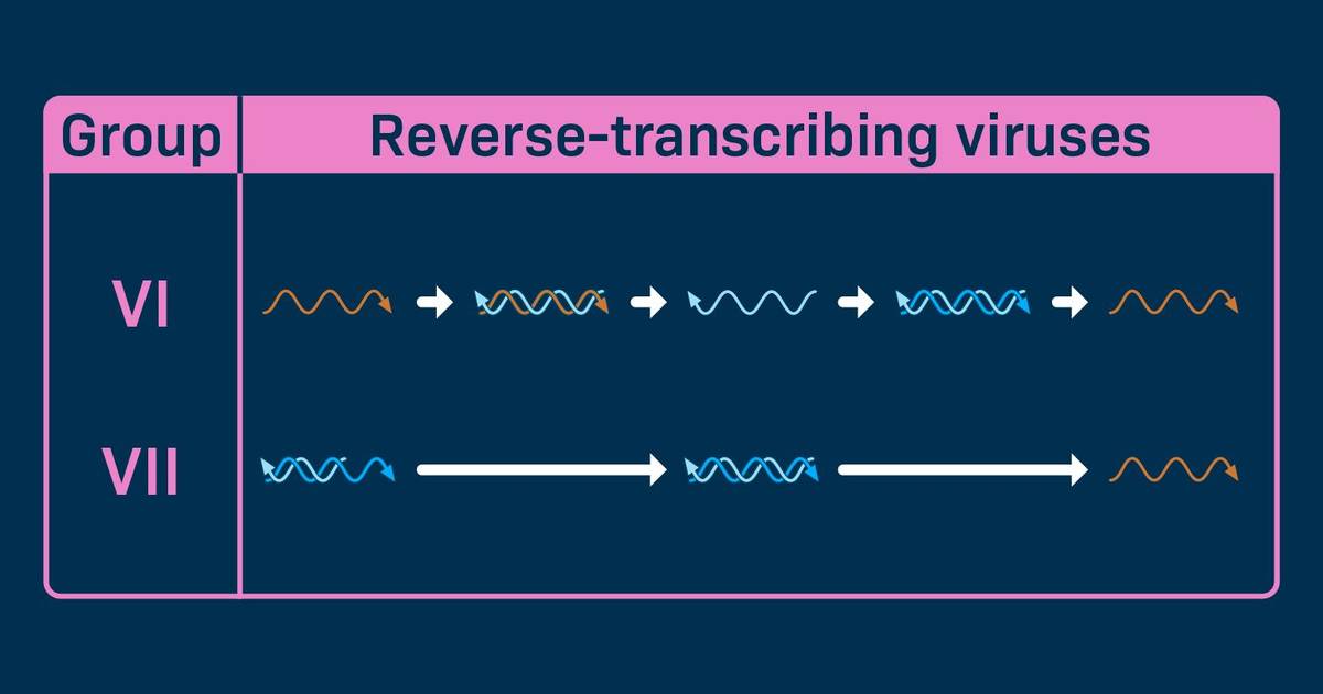 Reverse-Transcribing Viruses