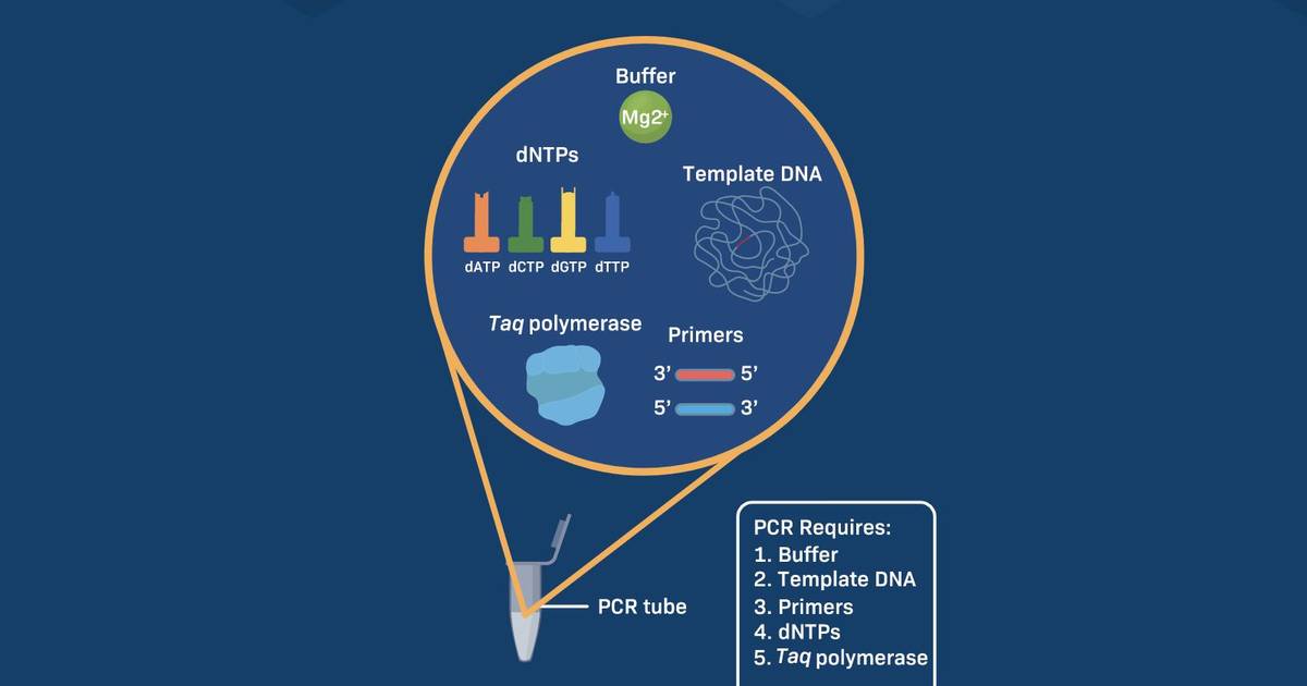 PCR Mechanism