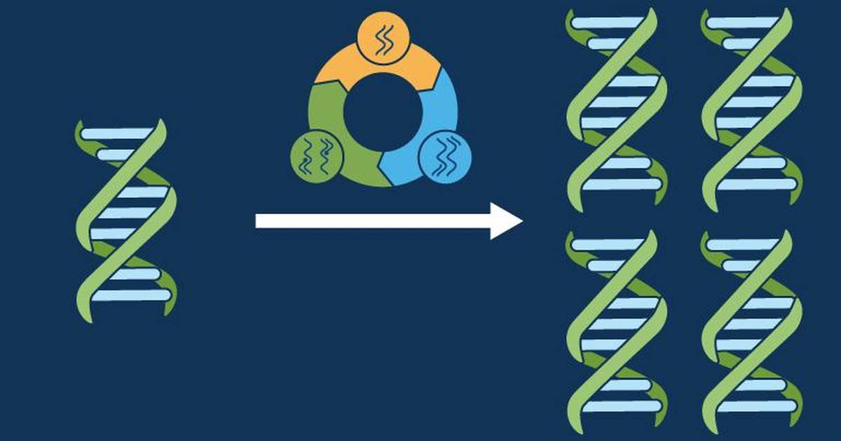 Using PCR to Amplify a Gene