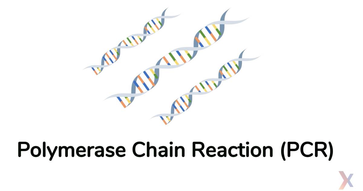Polymerase Chain Reaction (PCR)