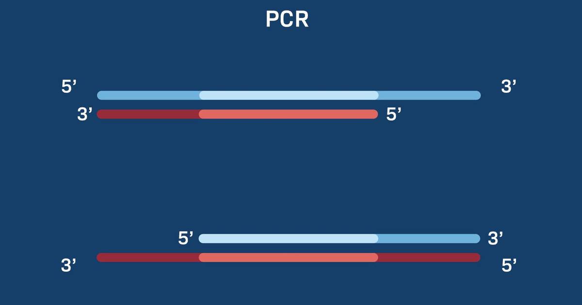 PCR 응용법