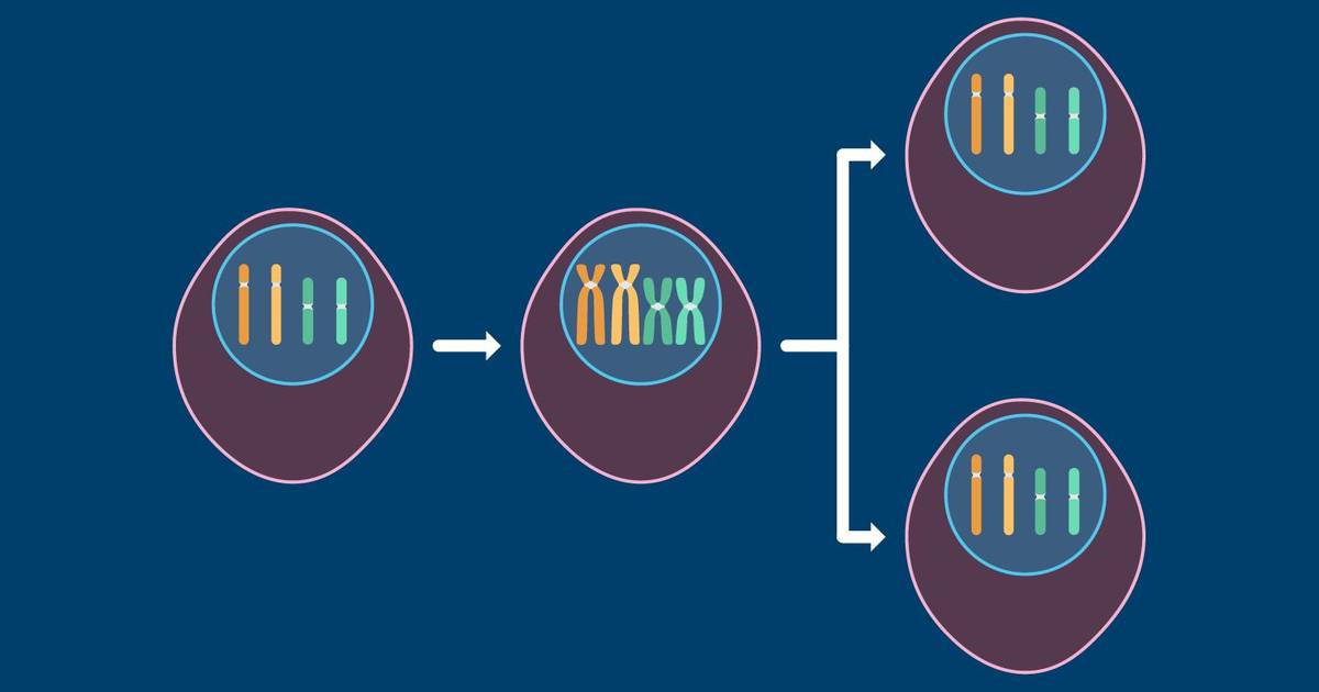 Mitosis