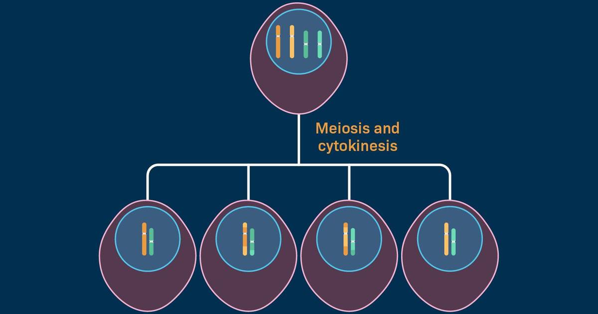Meiosis