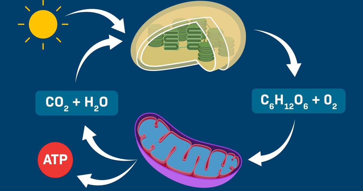 Photosynthesis and Cellular Respiration