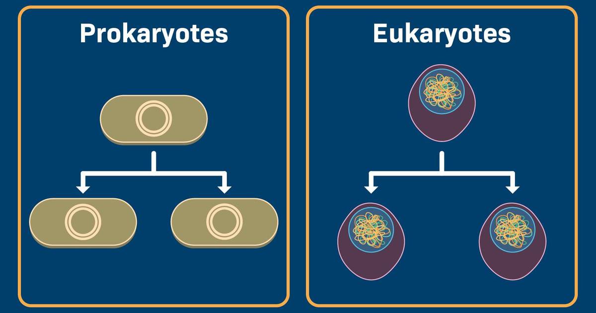 Cellular Reproduction