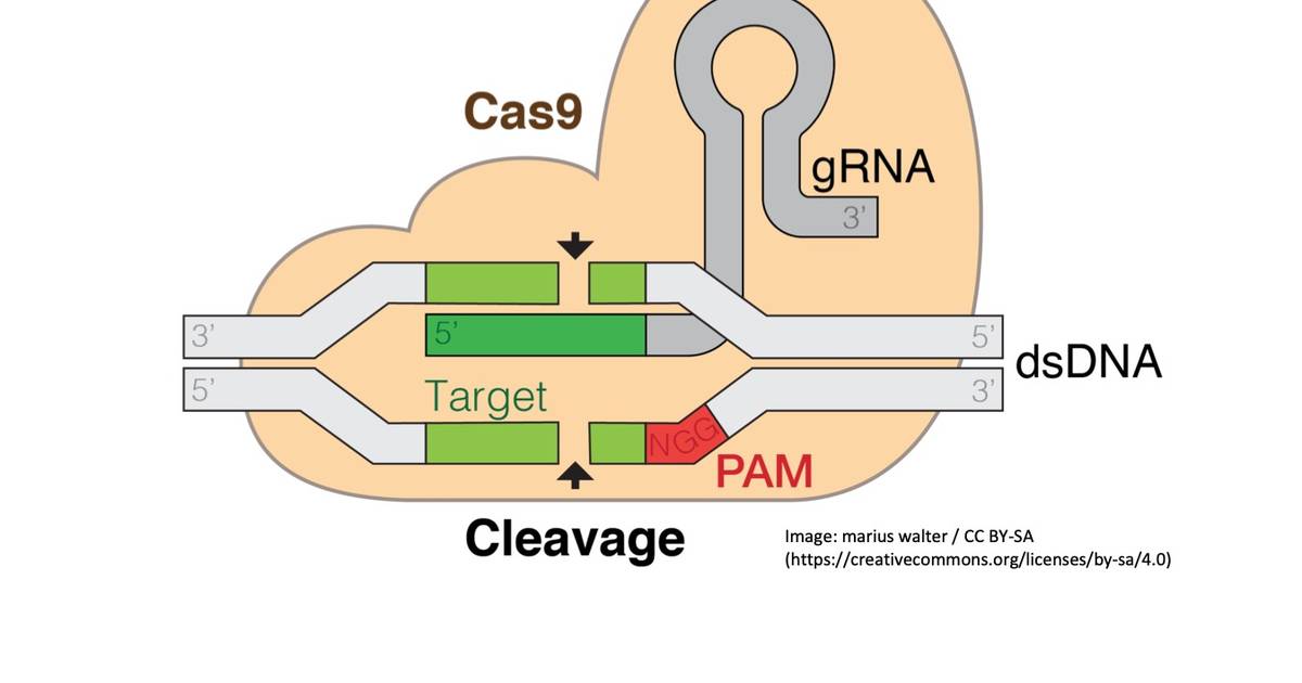 CUT! How Does CRISPR Work?