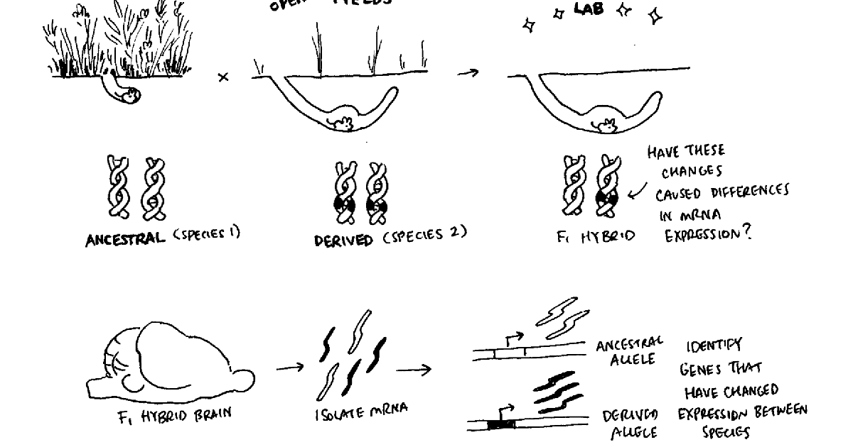 How Does Evolution Give Rise to New Behaviors?