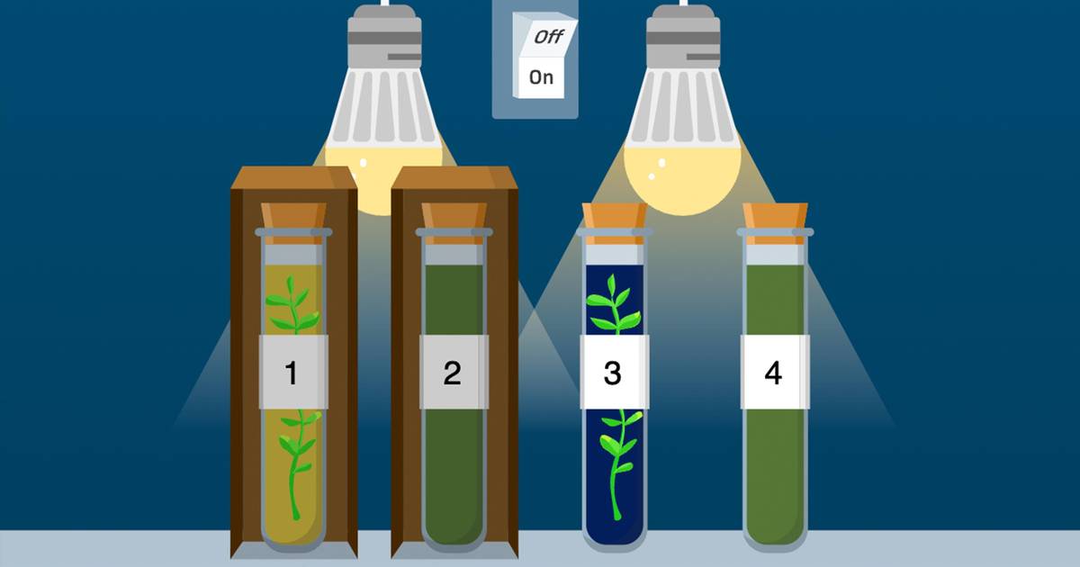 Photosynthesis and Cellular Respiration Virtual Lab: A Qualitative Analysis