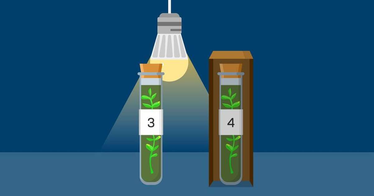 Lesson Plan - Photosynthesis Simulation