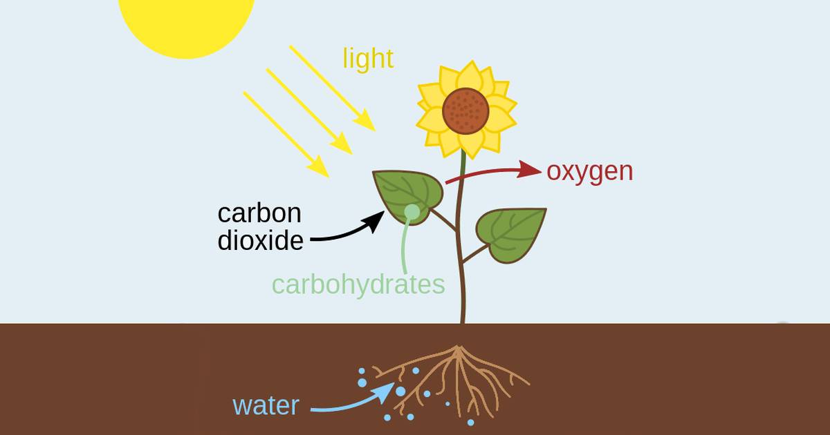 Photosynthesis – Equation, Formula & Products