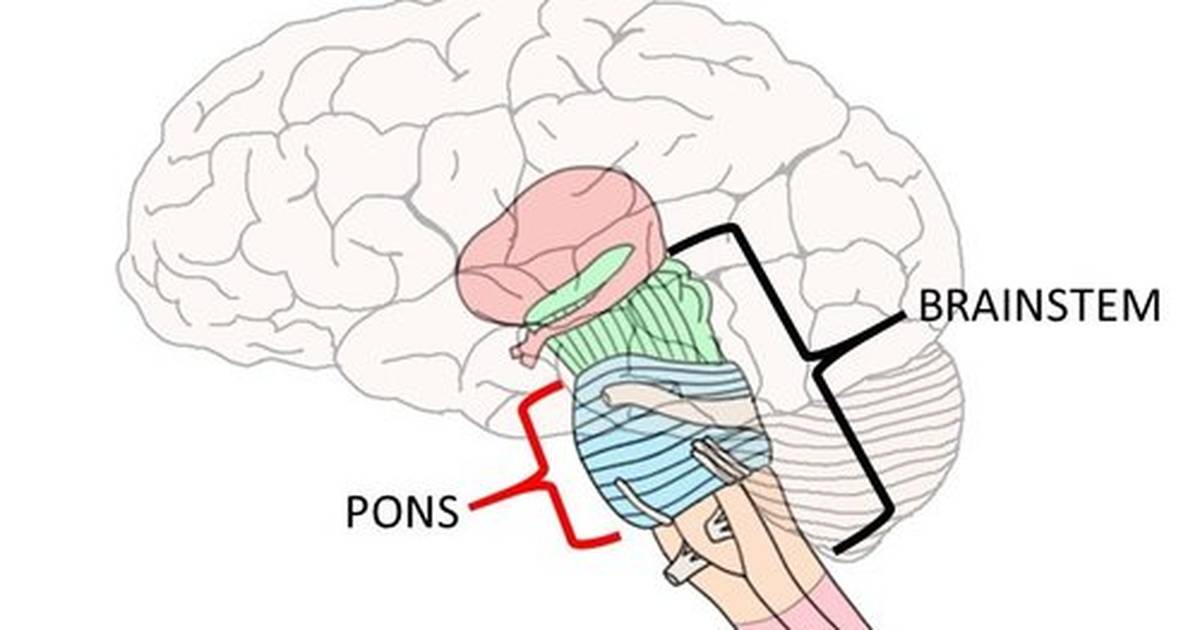 Know Your Brain: Pons