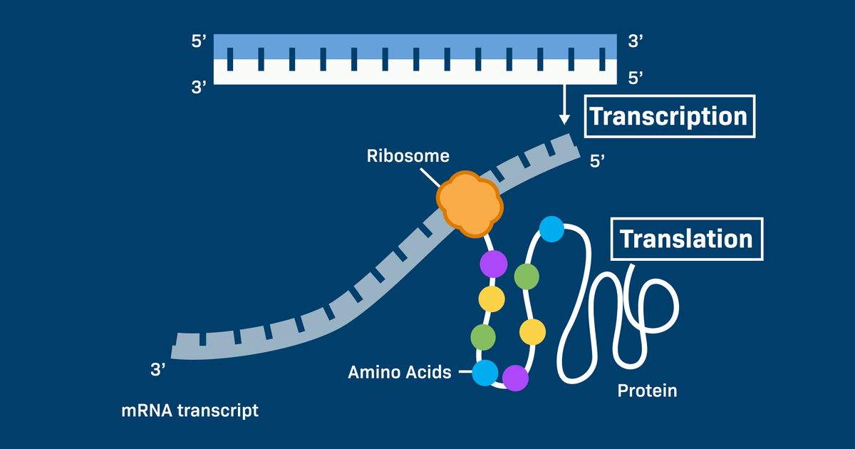 Protein Synthesis