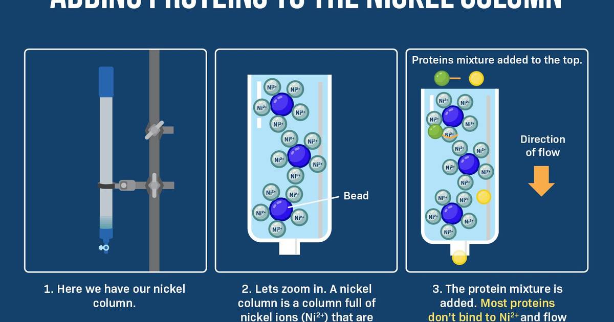 Protein Purification Question Set (Part A)