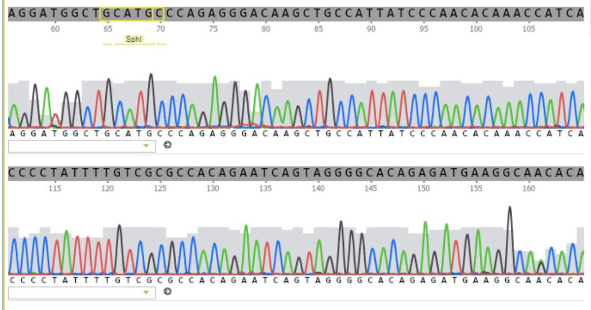 How Is DNA Sequenced, and What Can We Learn?