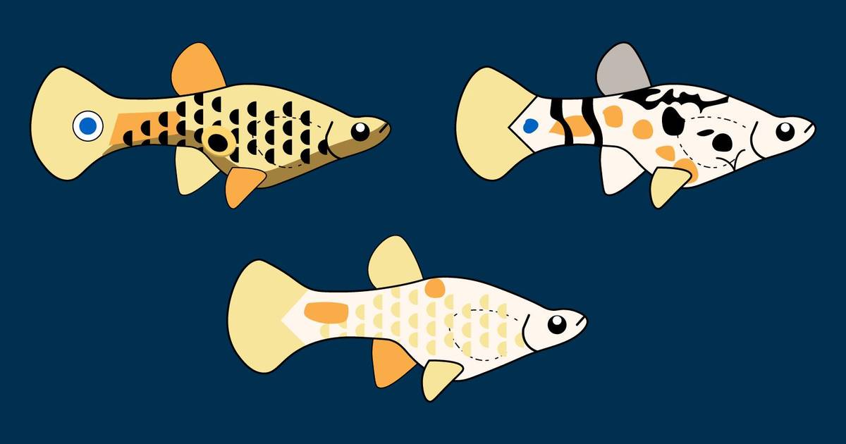 Population Genetics and Sources of Variation