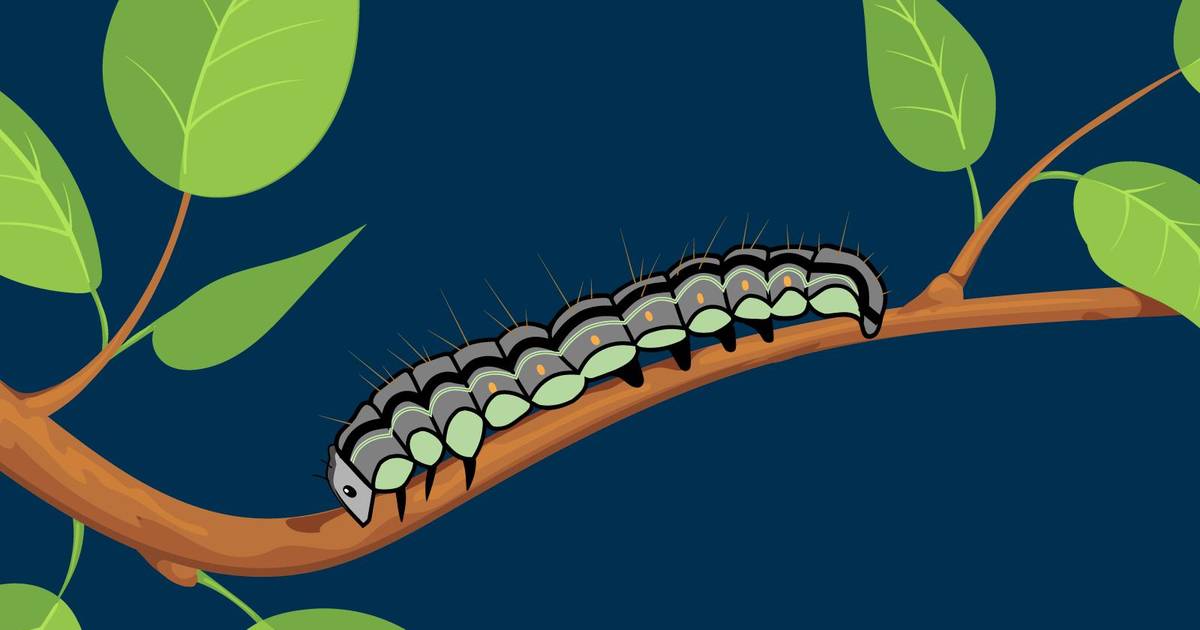 Common Ancestry and Ongoing Evolution