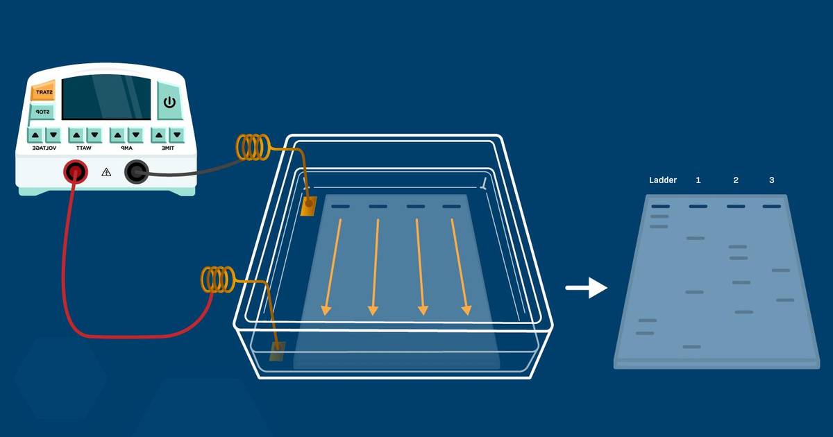 DNA Gel Electrophoresis