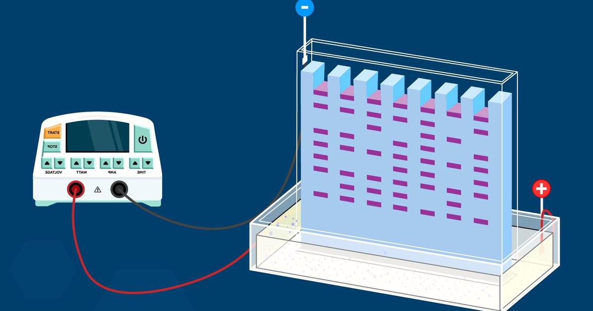 Protein Gel Electrophoresis