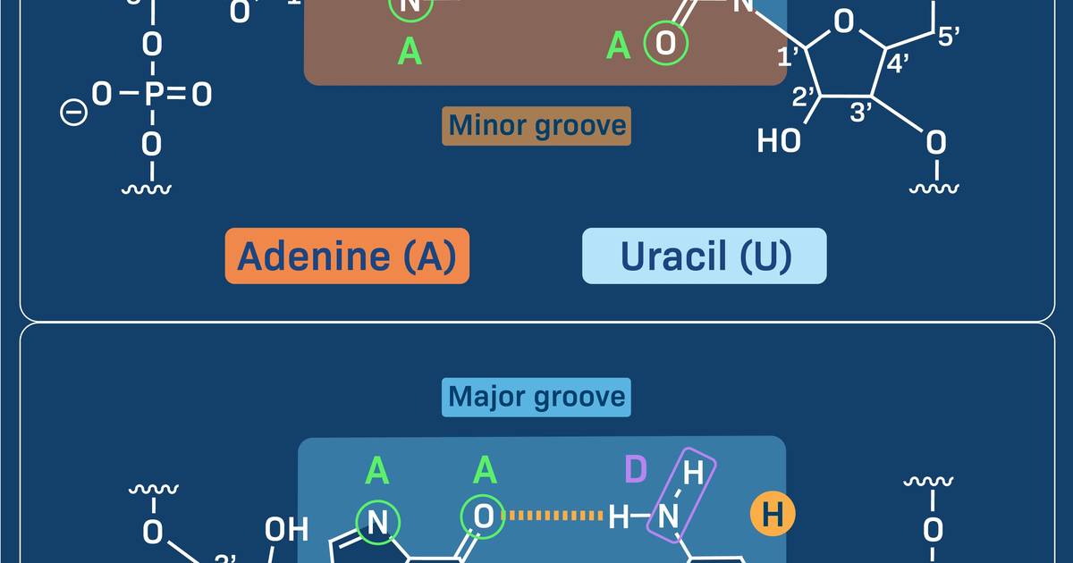 The RNA Base Pairs