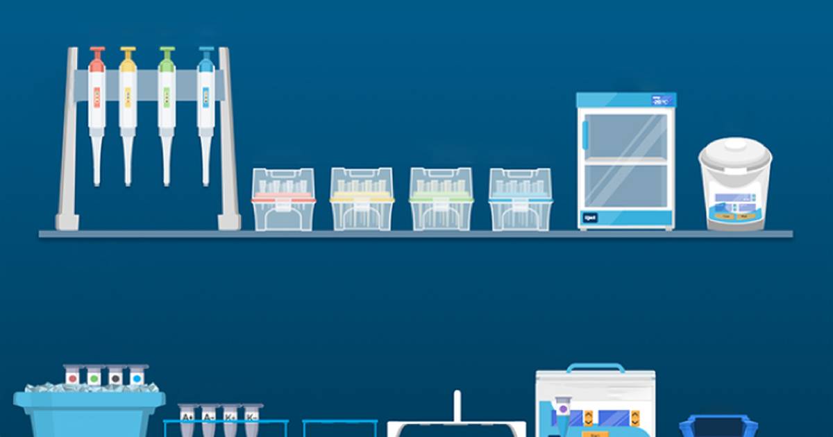 Restriction Enzyme Digest