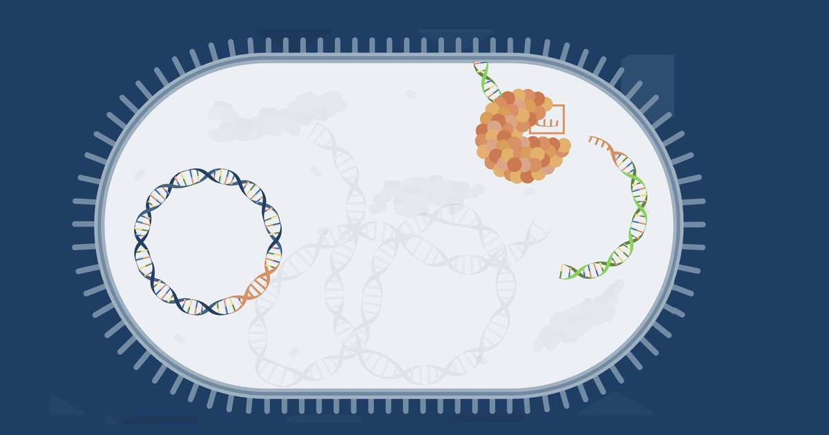 How Do Restriction Enzymes Cut Plasmids?