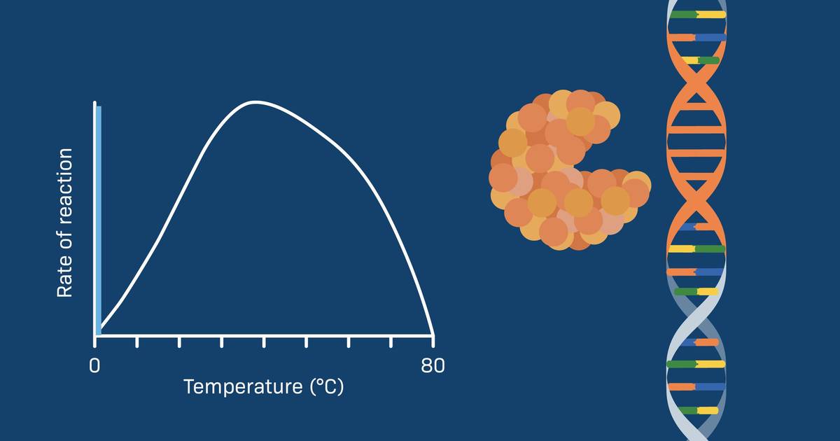 Effect of Temperature on Enzyme Function
