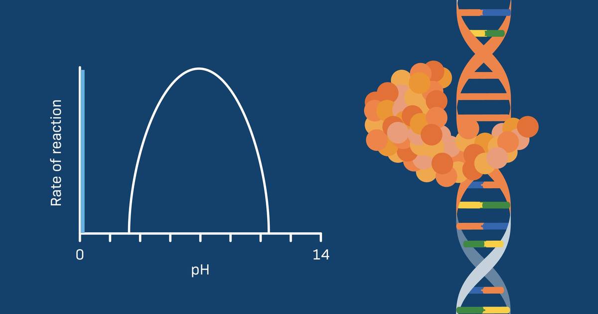 Effect of pH on Enzyme Function