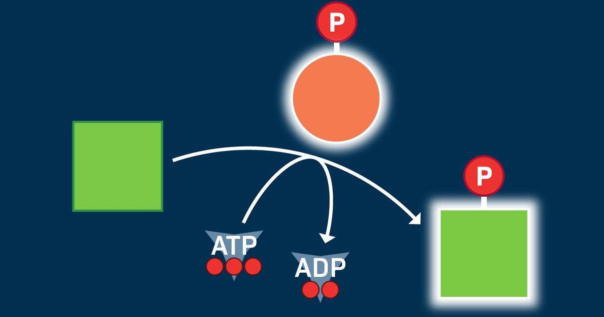Introduction to Phosphorylation