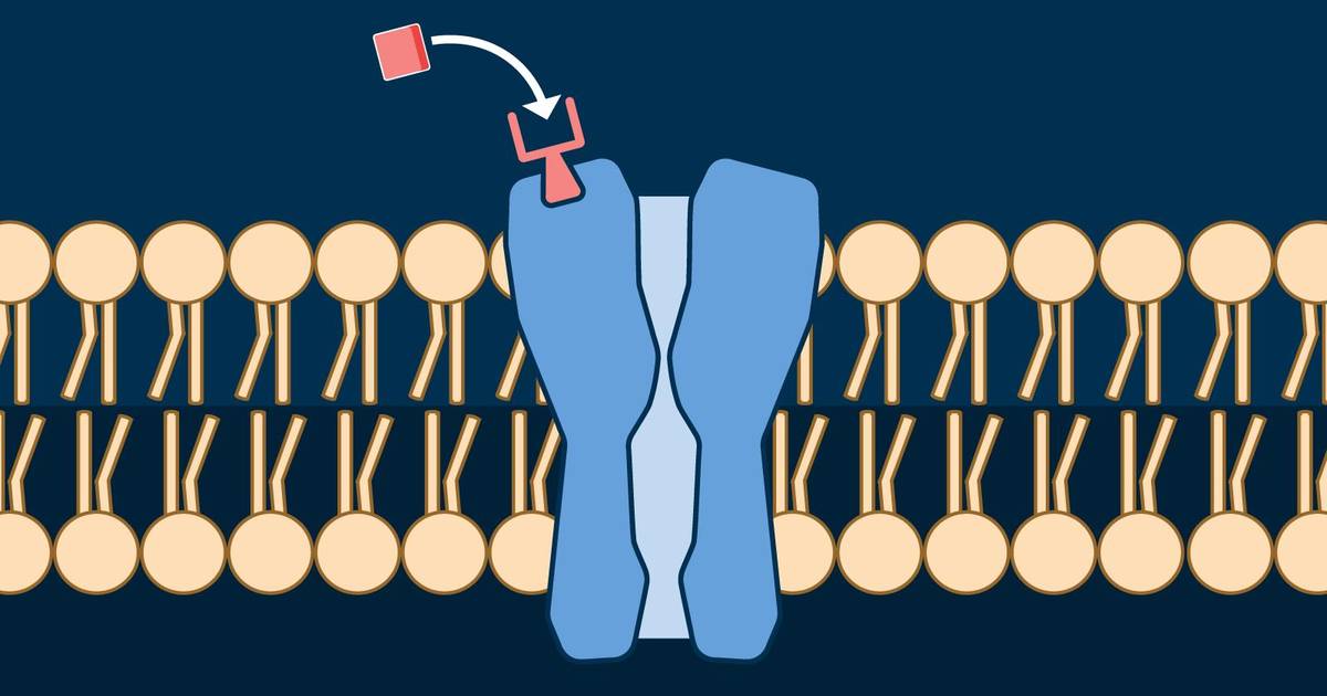 Ligand-Gated Ion Channels